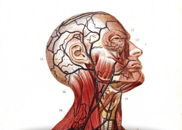 Anatomical profile of head representing Samuel Simms Exhibition.