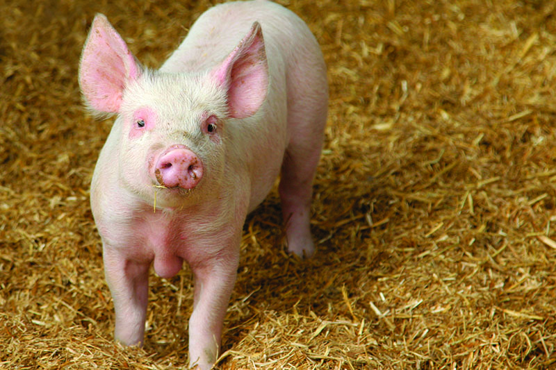 Pig