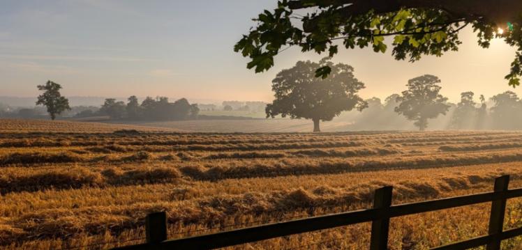 Harvest Field
